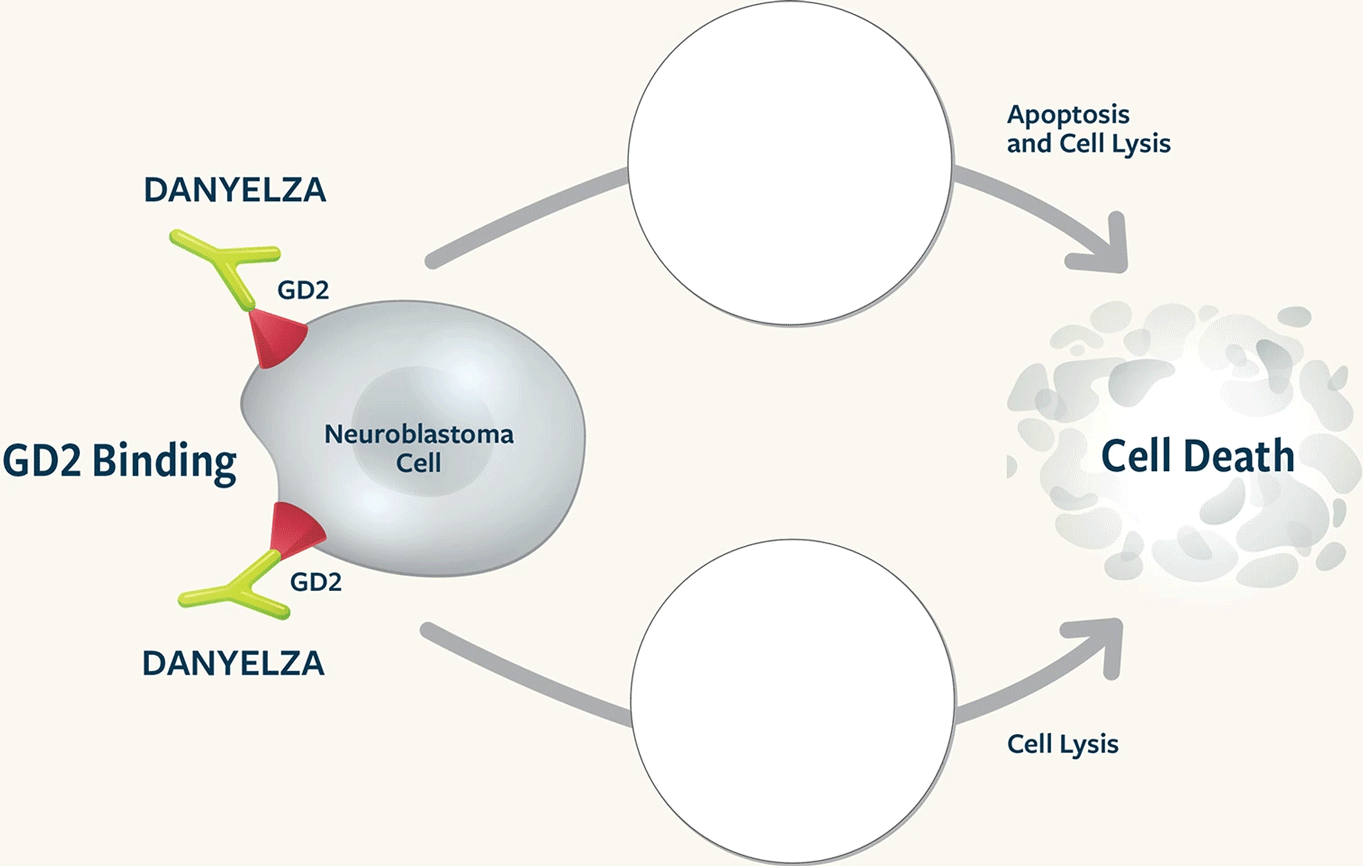 Diagram of the DANYELZA MOA, including both ADCC and CDC pathways leading to cancer cell death